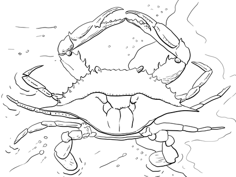 Atlantic Ocean Blue Crab Coloring Page